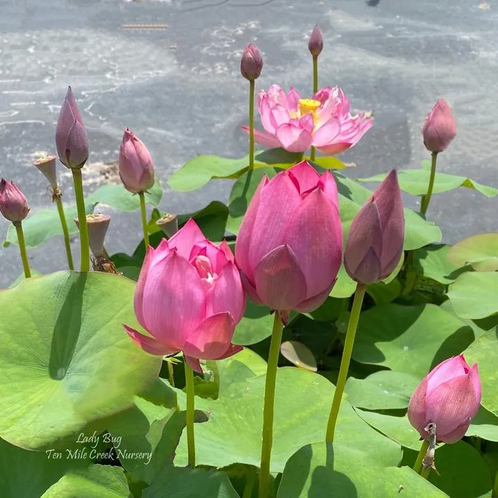 Lady Bug Lotus