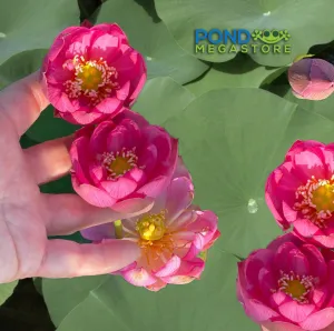 Lady Bug Lotus