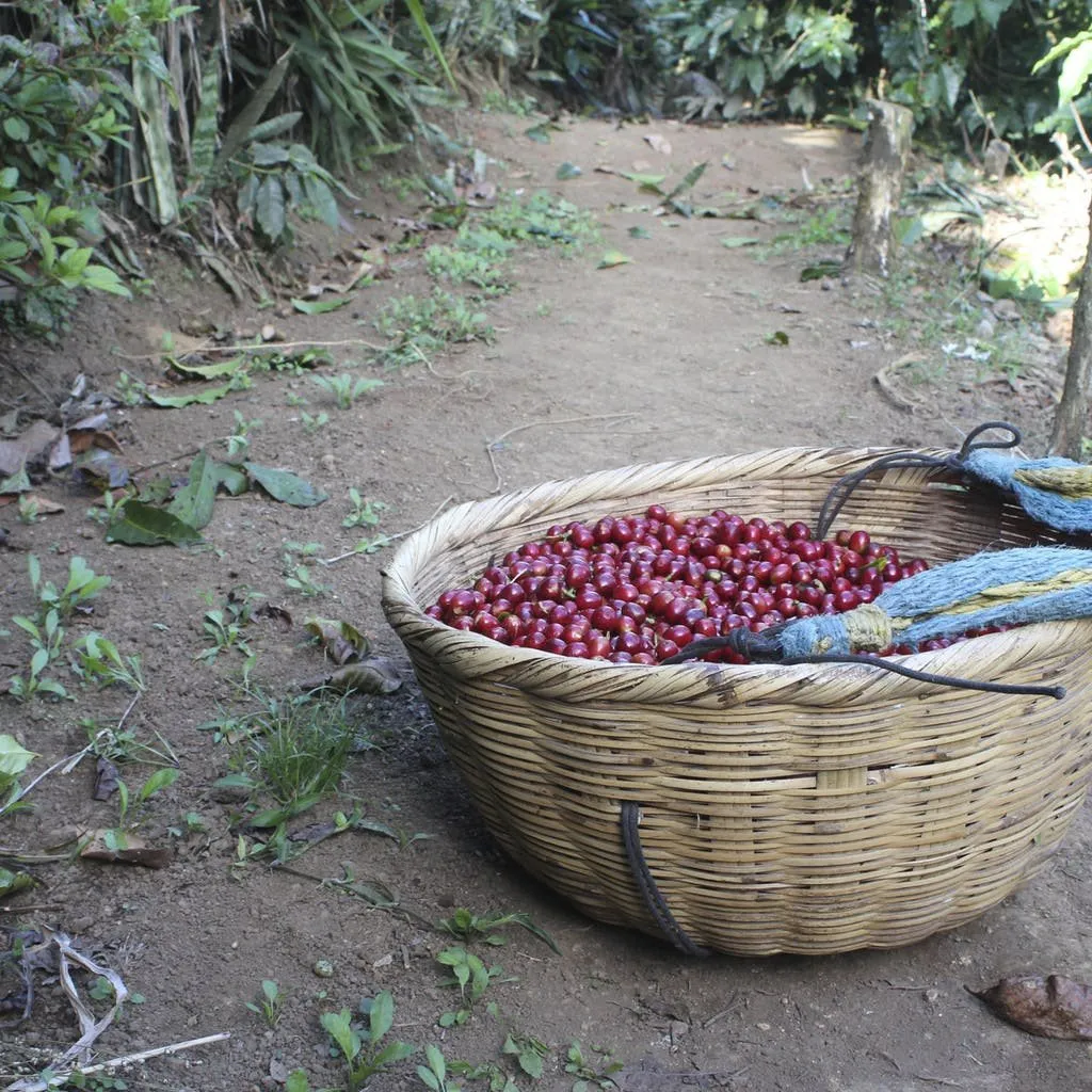 Norma Iris Fiallos 90hr Anaerobic Maceration, Copan