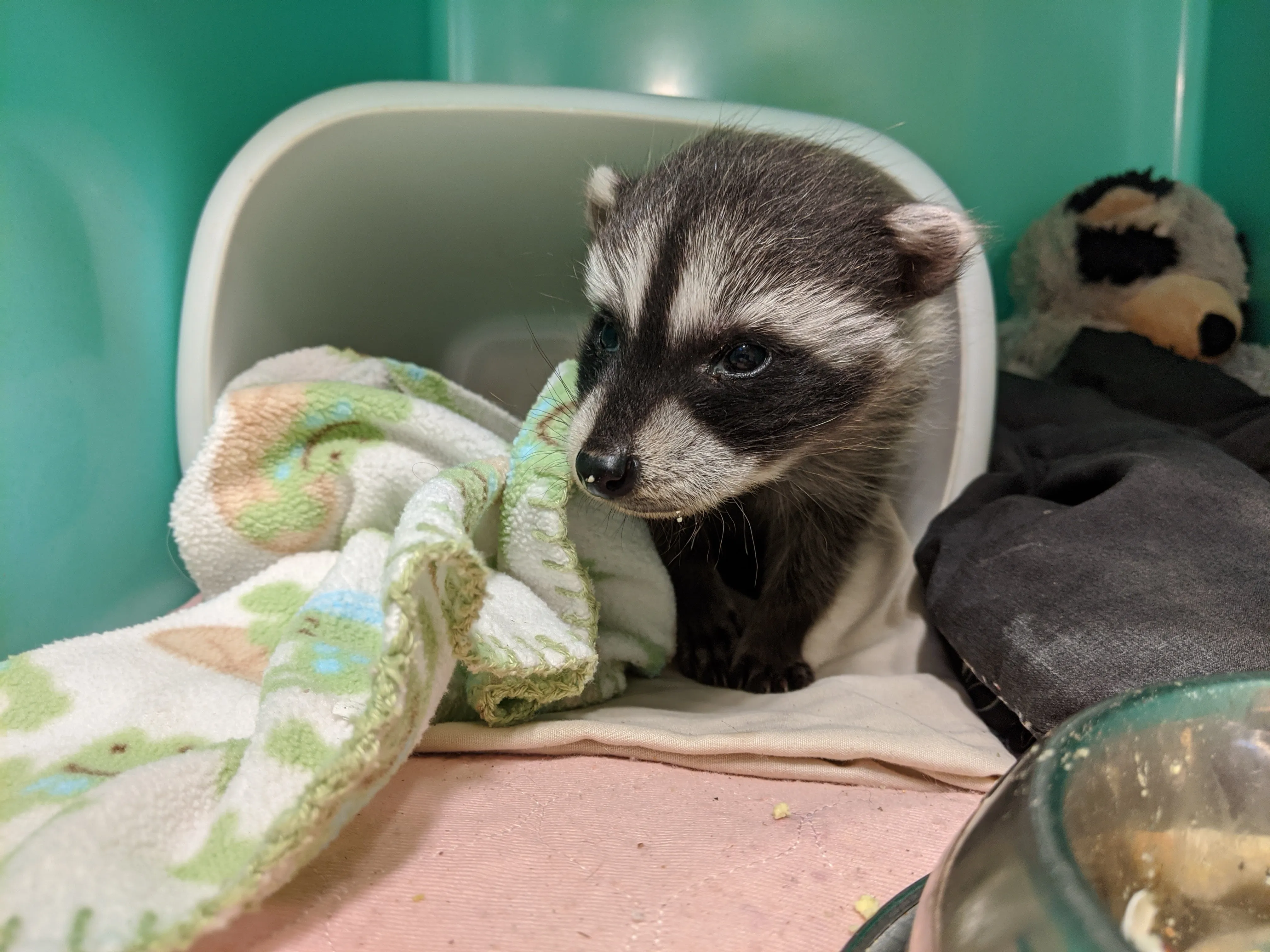 One week of food for a raccoon