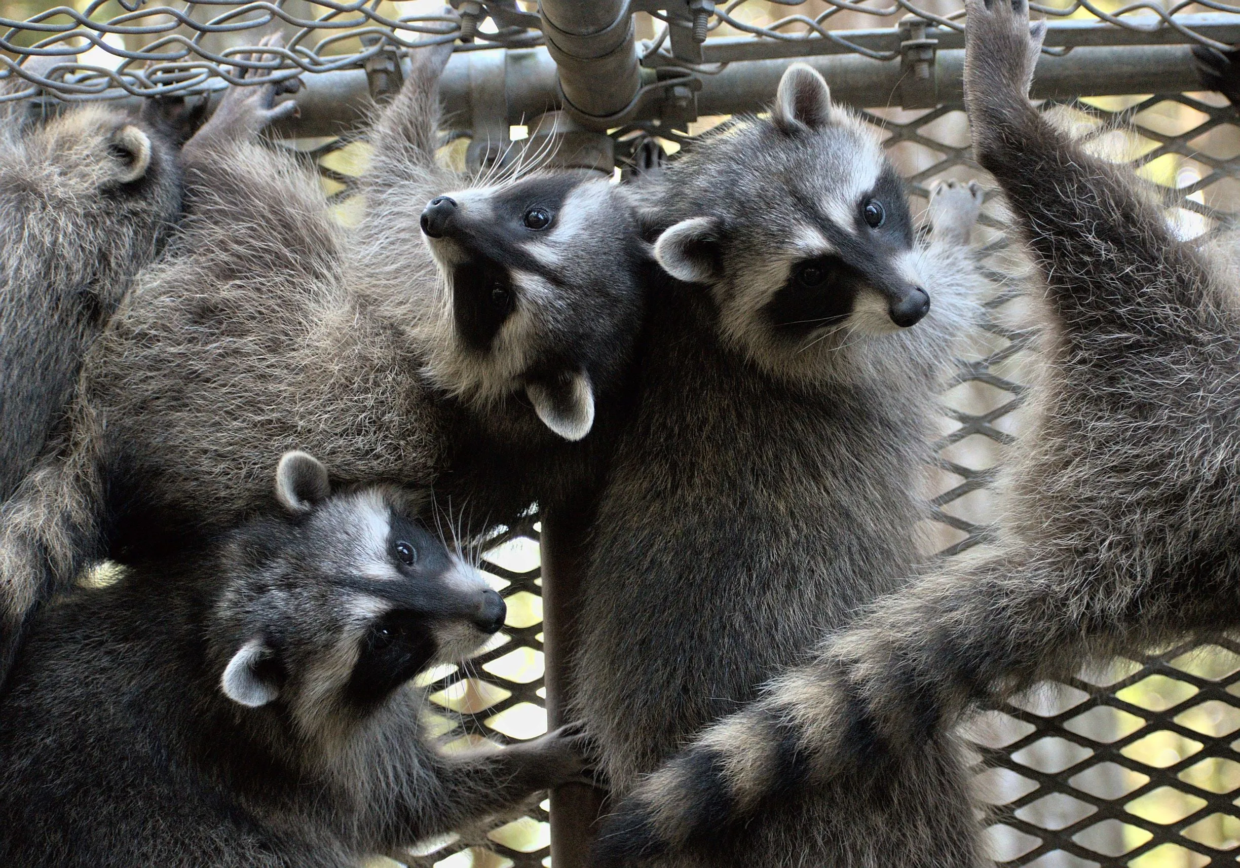 One week of food for a raccoon